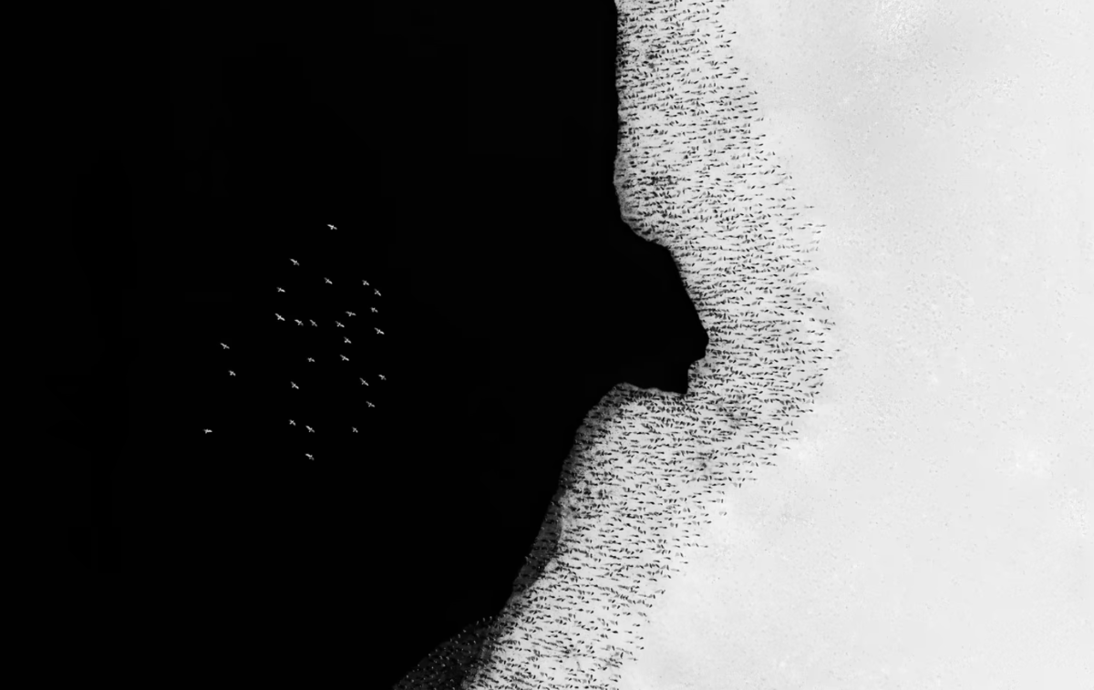 Casey McCallister đã giành chiến thắng ở hạng mục Trên không của cuộc thi khi chụp bức ảnh về những chú chim trên bờ hồ ở Boulder, Colorado.