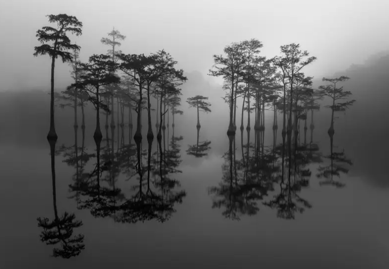 Ở hạng mục Đen trắng, bức ảnh đạt giải Morning Light của nhiếp ảnh gia Mỹ Jim Guerard cho thấy những cái cây phản chiếu trên mặt nước tĩnh lặng của Công viên Bang George L. Smith ở Georgia.