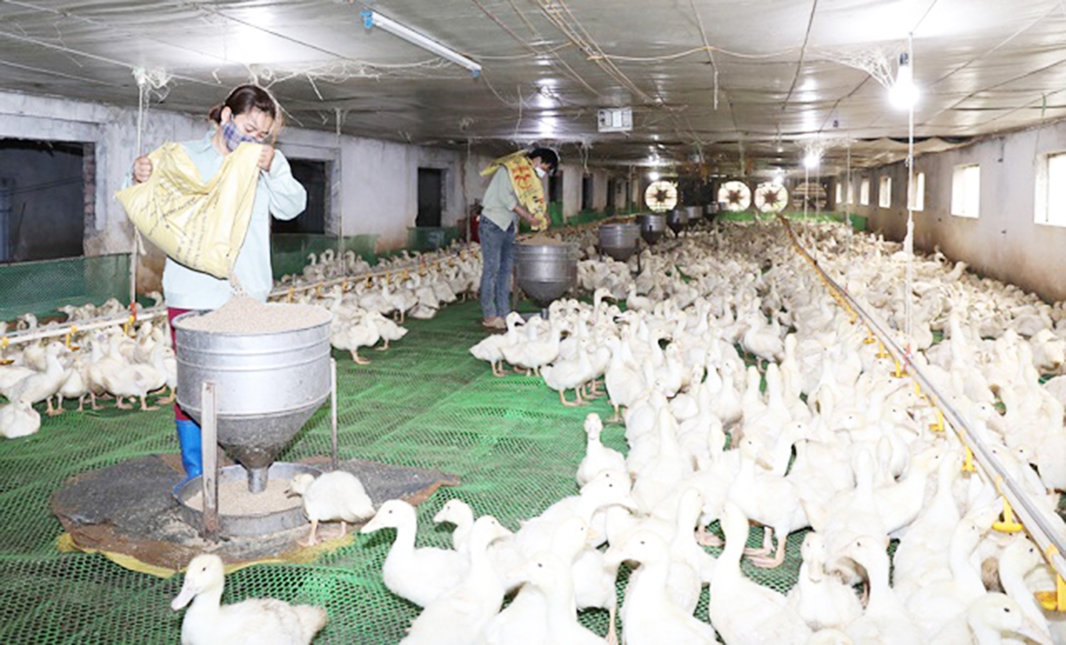 Ngày càng có nhiều mô hình sản xuất tiền tỷ của nông dân Hiệp Hòa.