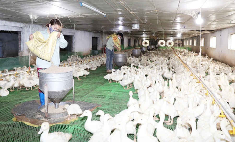 Ngày càng có nhiều mô hình sản xuất tiền tỷ của nông dân Hiệp Hòa.