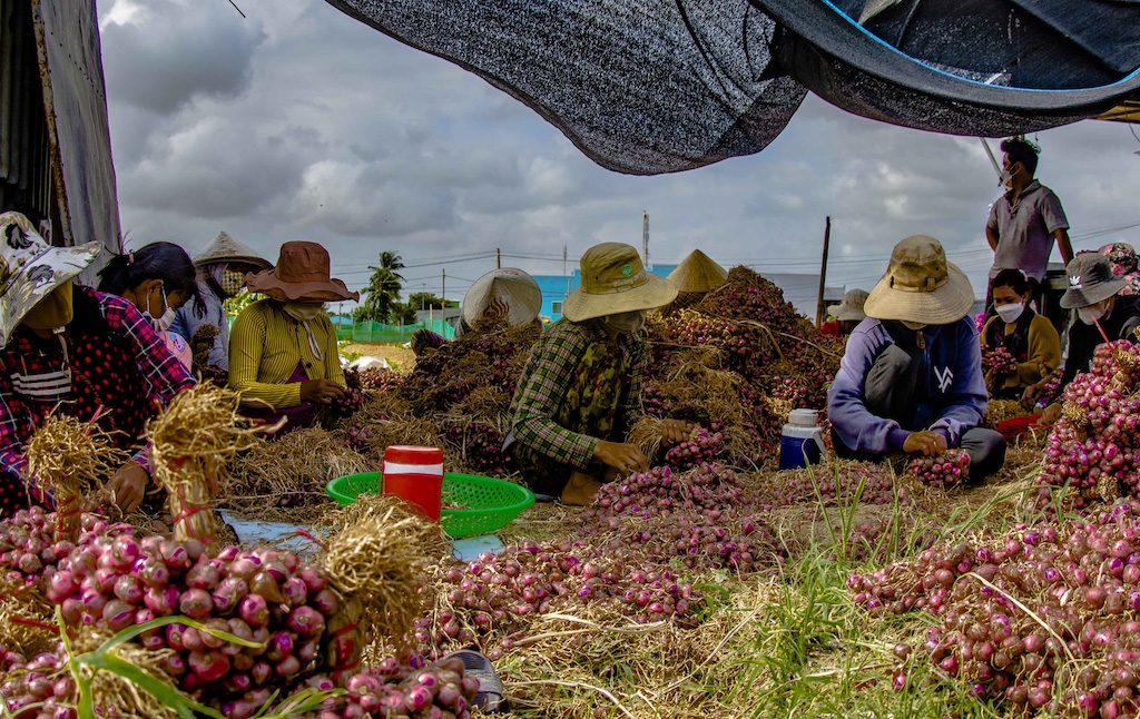 Là “xứ sở hành tím” nên thị xã Vĩnh Châu rất cần chuỗi liên kết bền vững với vai trò quan trọng của các HTX để giúp nông dân thoát nghèo.