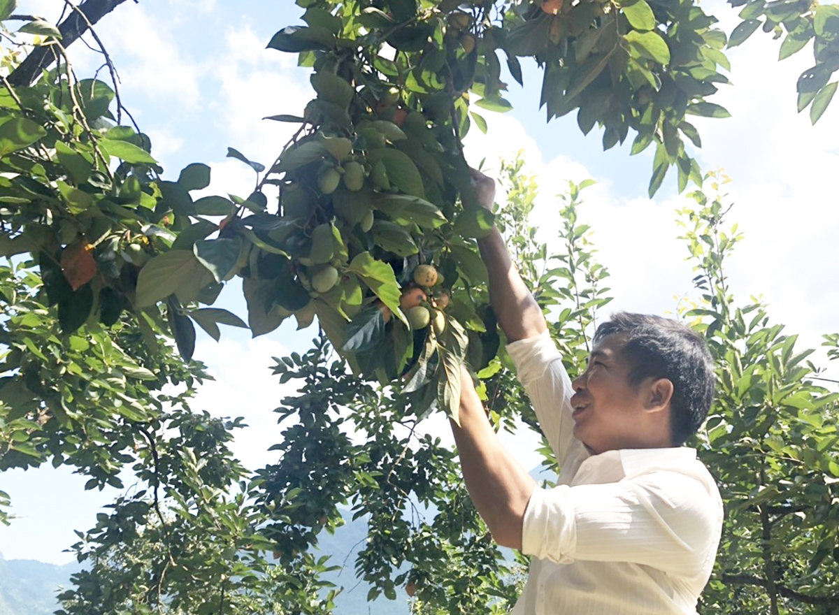 Hồng không hạt sẽ tiếp tục được thúc đẩy thành cây trồng chủ lực ở Bắc Kạn &lpar;Ảnh: Thu Trang&rpar;.