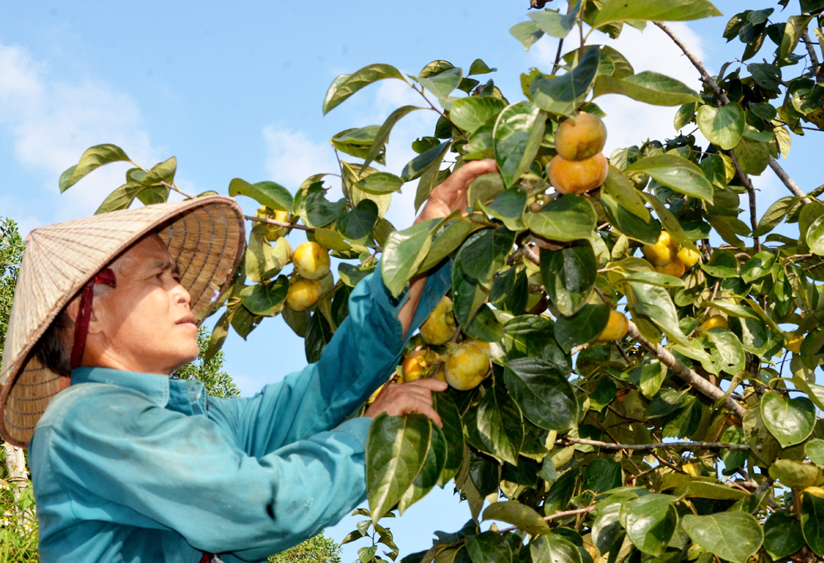 Năm 2023, hồng không hạt Bắc Kạn được mùa được giá &lpar;Ảnh: Thu Trang&rpar;.