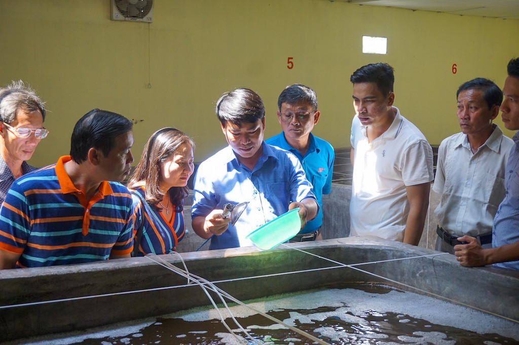 HTX Toàn Thắng sử dụng vốn vay hiệu quả để mua con giống, thuốc, thức ăn thủy sản..., qua đó giúp các thành viên tăng thu nhập, tạo việc làm cho nhiều lao động nhàn rỗi ở địa phương.