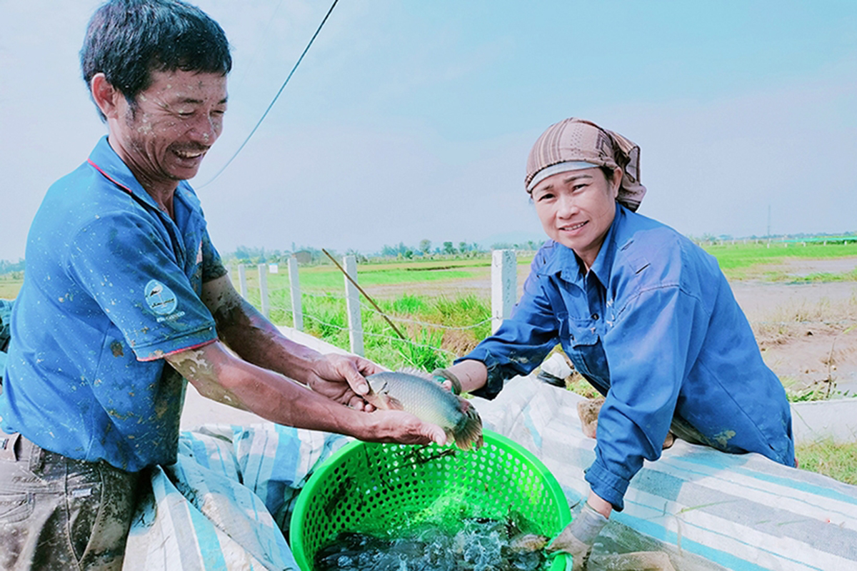 Sản xuất trên cánh đồng lớn giúp nông dân Cẩm Xuyên nâng cao thu nhập, xóa nghèo, làm giàu &lpar;Ảnh: BHT&rpar;.