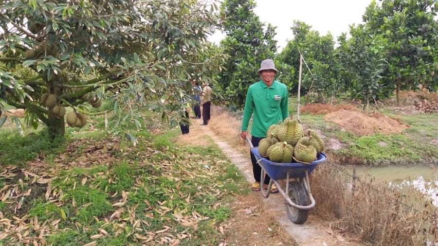 HTX Sản xuất Thương mại Dịch vụ nông nghiệp Phước Lộc Thạnh giúp cho người trồng sầu riêng có thu nhập ngày càng cao.