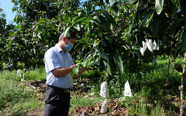 Thành viên HTX Xoài Suối Lớn đang kiểm tra chất lượng sản phẩm trước khi thu hoạch.