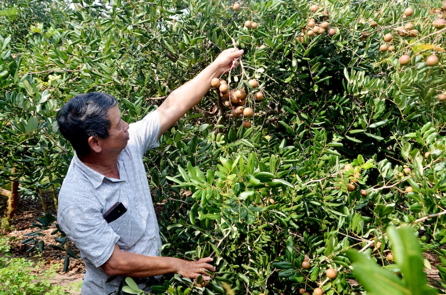 Các vườn nhãn của HTX thương mại - dịch vụ du lịch nông nghiệp Khánh Hòa đều được canh tác theo tiêu chuẩn VietGap