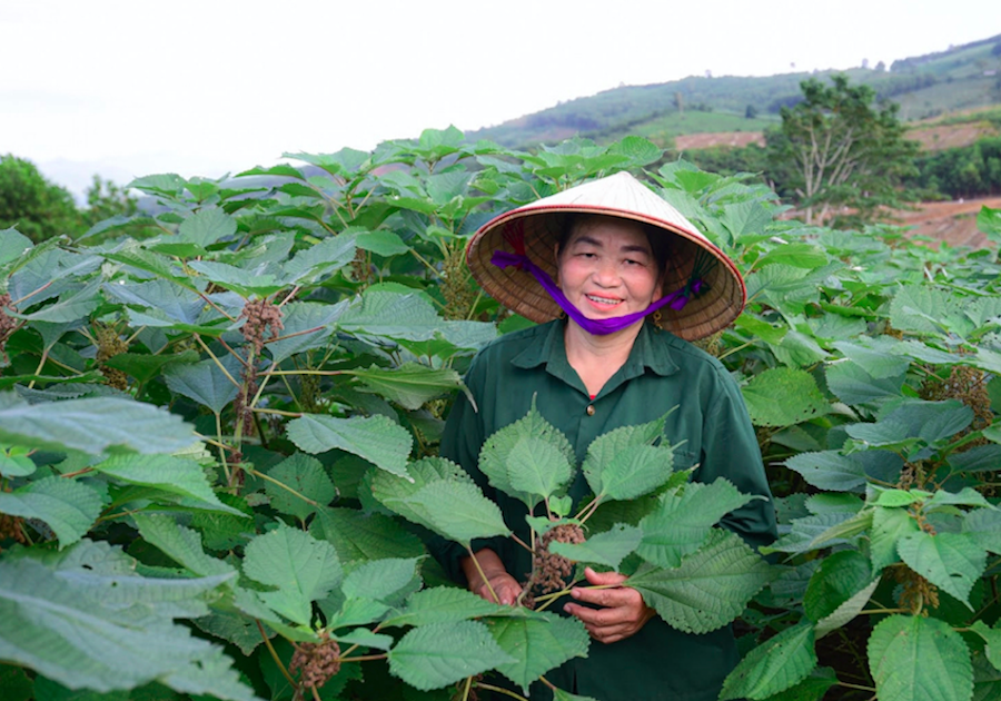 Nhờ chuyển đổi từ cây sắn, cây mía sang trồng cây gai xanh, những người nông dân một nắng hai sương, ở xã miền núi Cẩm Tú đã có cuộc sống đủ đầy hơn.