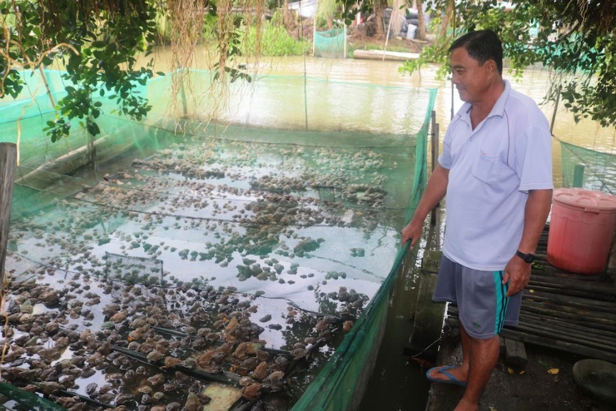 Nâng cao giá trị cho con ếch mang lại lợi nhuận tốt cho các thành viên HTX thương mại dịch vụ chăn nuôi ếch Khánh Hòa.