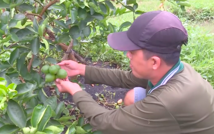 Mô hình trồng chanh không hạt của HTX nông nghiệp Thành Chí &lpar;xã Huyền Hội&rpar; là điểm sáng về liên kết người nông dân lại để sản xuất ra sản phẩm đạt tiêu chuẩn quốc tế GlobalGAP để xuất khẩu sang Hà Lan.