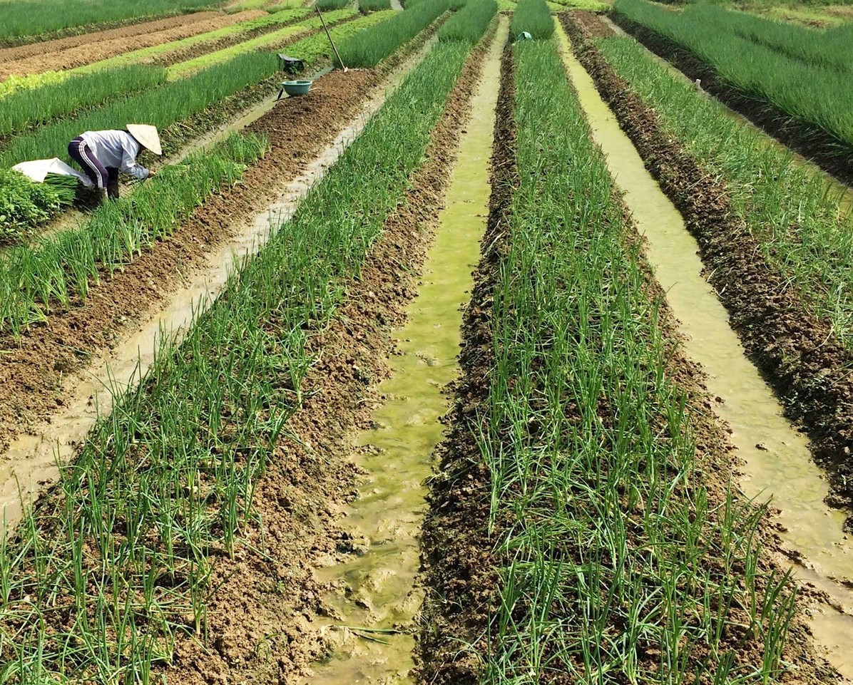 Trồng hành lá cho thu nhập cao hơn trồng lúa.