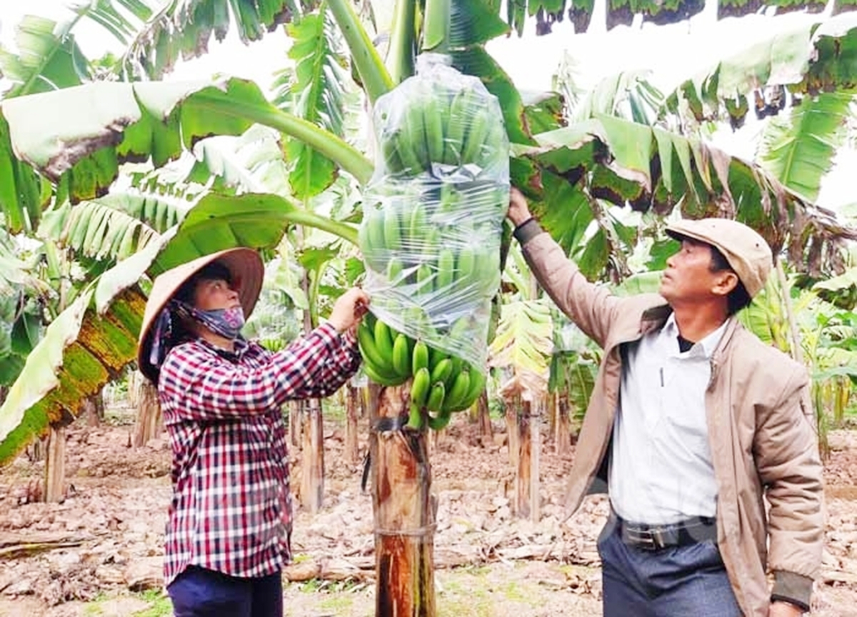 Trồng cây ăn trái là hướng đi hiệu quả của nhiều nông dân ở Thanh Hà &lpar;Ảnh: BHD&rpar;.