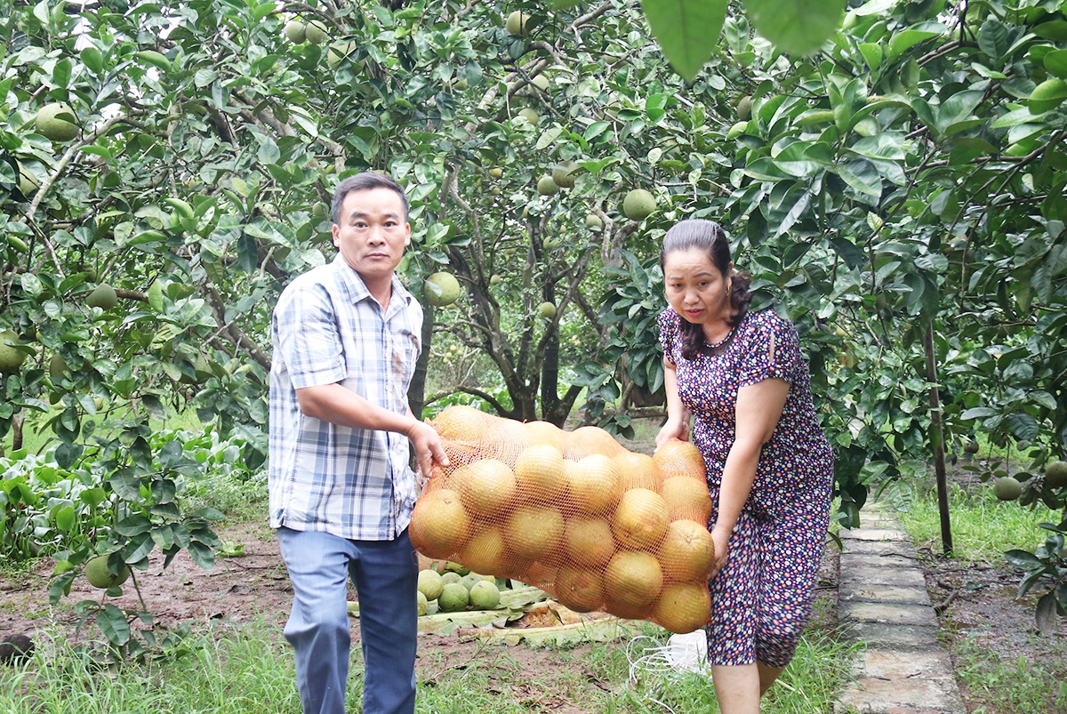 Nhiều vùng chuyên canh nông nghiệp ở Thanh Hà cho giá trị cao, làm giàu cho nông dân &lpar;Ảnh: BHD&rpar;.