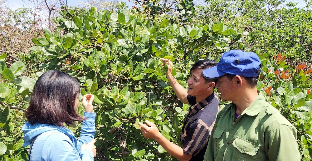 HTX nông nghiệp hữu cơ Đồng Xanh tuy còn non trẻ nhưng bước đầu đã đạt một số kết quả tích cực, mang lại nhiều lợi ích thiết thực cho thành viên.