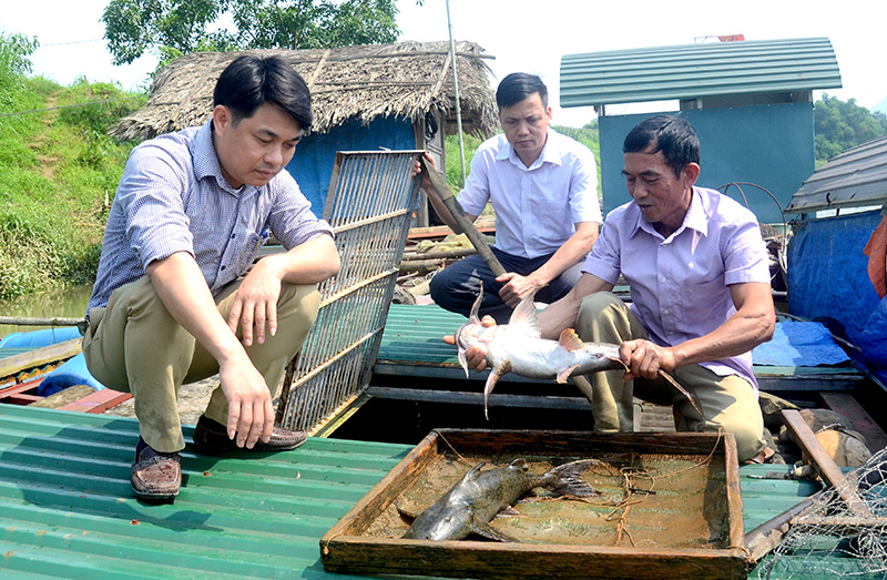 Mô hình nuôi cá ở Thái Hòa đang giúp nhiều hộ dân nâng cao thu nhập, giảm nghèo hiệu quả.
