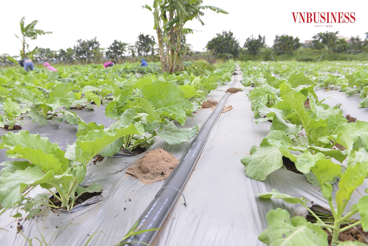 Đến nay, HTX Rau hữu cơ công nghệ cao Cuối Quý đã có 17 sản phẩm được công nhận OCOP 3 sao cấp Thành phố: Đu đủ, su hào, rau tòm bóp, rau ngót, mồng tơi, rau muống, rau lang, cải xanh, cải ngồng, cải ngọt, cải bó xôi, rau dền, mướp hương, măng tây, khoai môn, dưa chuột baby, bông hẹ.