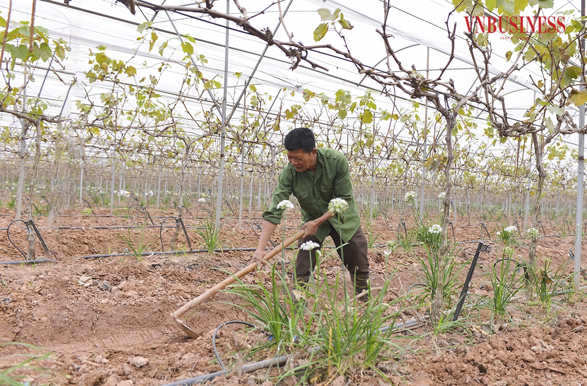 Song song với việc phát triển và ổn định kinh tế các hộ thành viên , HTX cũng đã tạo công ăn việc làm ổn định cho gần 20 lao động tại địa phương với mức thu nhập bình quân 7 triệu đồng/người/tháng, đóng góp tích cực vào chương trình xây dựng nông thôn mới tại địa phương.