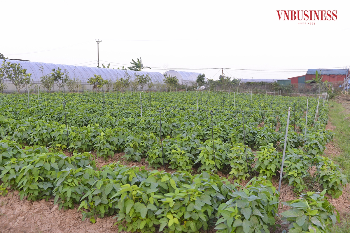 Thời gian tới, HTX sẽ tiếp tục đầu tư để mở rộng quy mô sản xuất, đồng thời xây dựng mô hình nông trại kết hợp du lịch sinh thái cho các gia đình và trẻ nhỏ. Tuy nhiên, nguồn vốn đang là vấn đề khiến HTX gặp nhiều khó khăn nhất. Nguyễn Hòa &lpar;thực hiện&rpar;