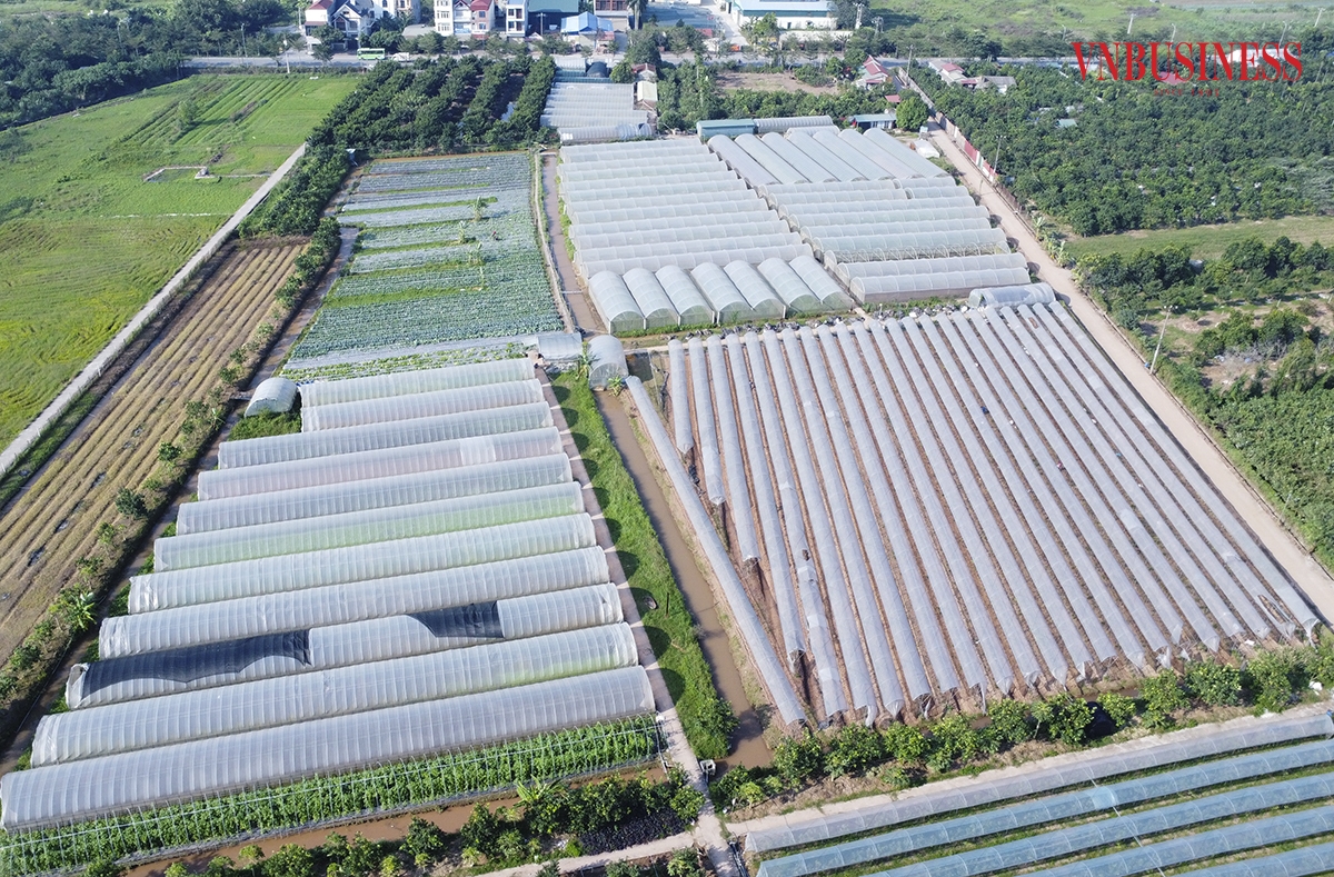 Mô hình trang trại rau của HTX Rau hữu cơ công nghệ cao Cuối Quý được áp dụng theo nguyên tắc 5 không: không sử dụng thuốc diệt cỏ, không phân bón hoá học, không thuốc bảo vệ thực vật hoá học, không thuốc kích thích tăng trưởng, không giống biến đổi gen.