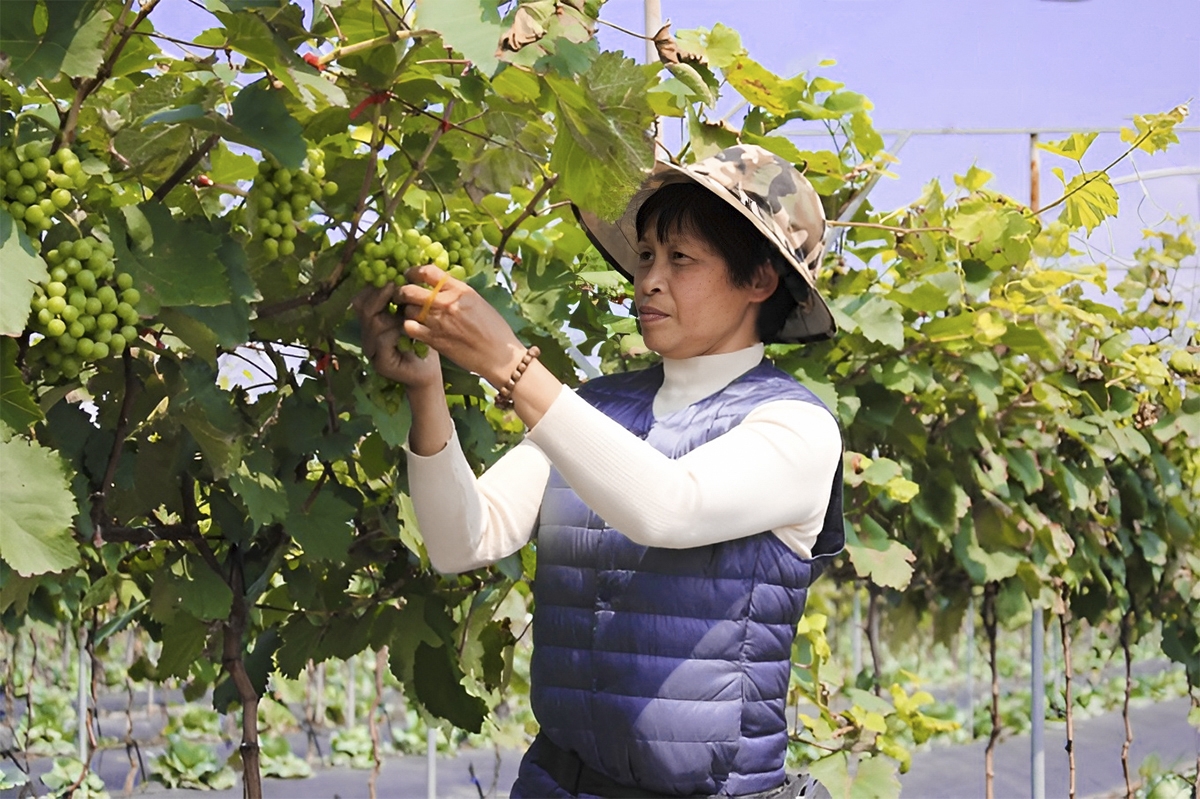 Với kinh nghiệm 16 năm làm việc ở những nông trại hữu cơ tại Đài Loan &lpar;Trung Quốc&rpar;, bà Đặng Thị Cuối và những thành viên đã khởi nghiệp thành công khi thành lập HTX trồng rau sạch theo hướng hữu cơ với nhiều sản phẩm rau, củ chất lượng cao. Bà Đặng Thị Cuối đã vinh dự được UBND TP Hà Nội tặng danh hiệu “Công dân Thủ đô ưu tú năm 2022”.