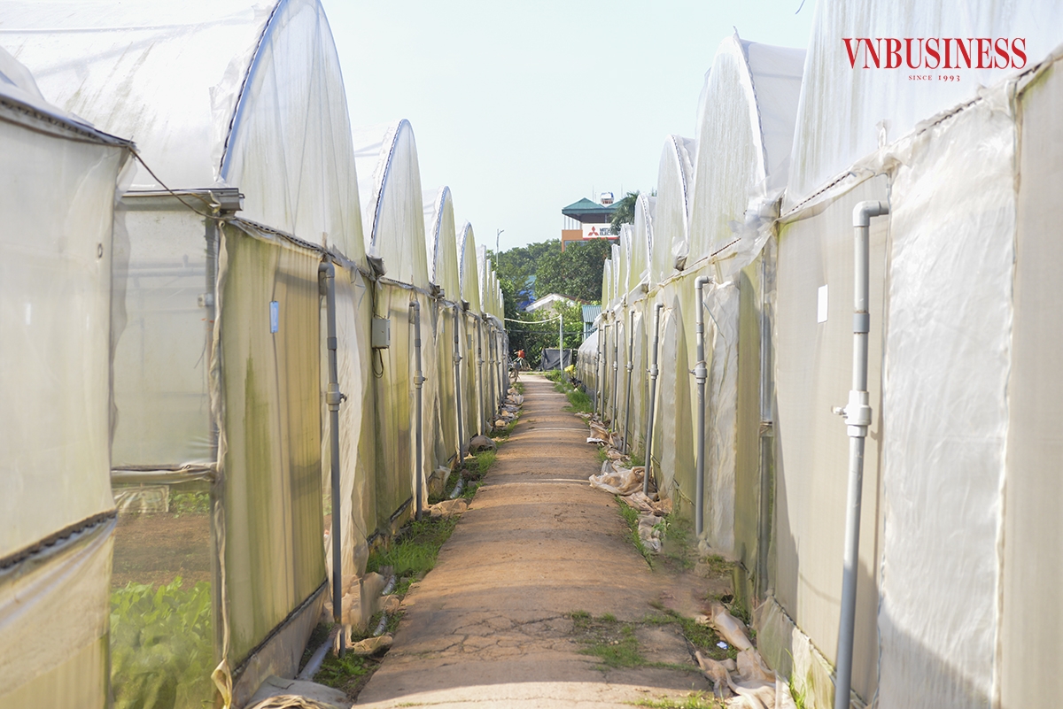 Nhờ hệ thống nhà lưới, hoạt động sản xuất của HTX thuận lợi hơn rất nhiều do không còn quá phụ thuộc vào điều kiện thời tiết. HTX đã đầu tư hệ thống lọc nước, tưới phun, tưới nhỏ giọt nhằm tiết kiệm nước và điều tiết nhiệt độ.