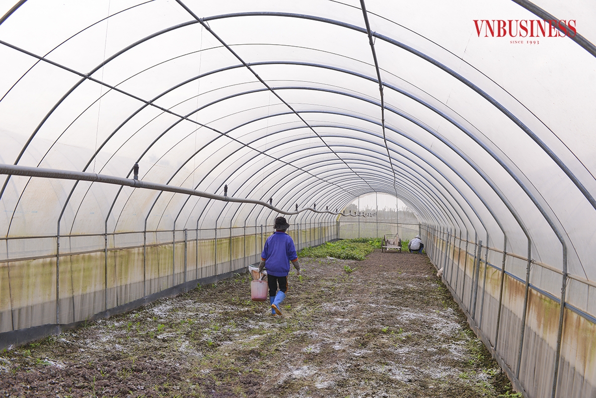 Hiện tại, HTX đã đầu tư hơn 80 nhà lưới, nhà màng vào sản xuất. Thay vì phun thuốc diệt cỏ để khử trùng cho đất hoặc phun thuốc trừ sâu bằng các loại thuốc hóa học, HTX sử dụng toàn bộ bằng phân hữu cơ và men vi sinh, thực hiện diệt côn trùng trong nhà lưới bằng phương pháp đốt gas thông thường.