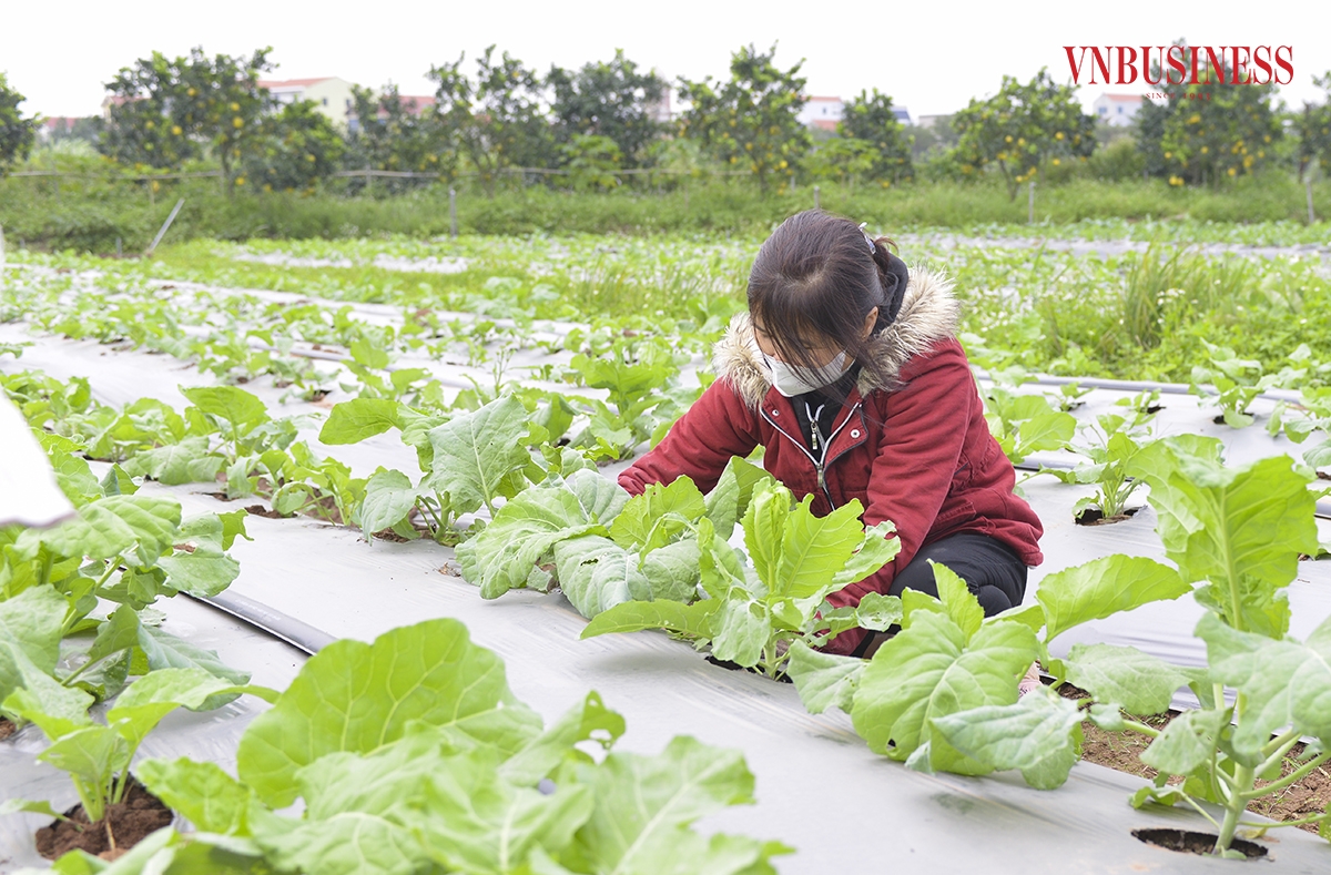 Ngoài canh tác các loại rau theo mùa, HTX còn trồng đa dạng các loại rau củ trái mùa, có giá trị kinh tế cao như su hào Nhật, măng tây, bông hẹ, cải bắp tí hon…