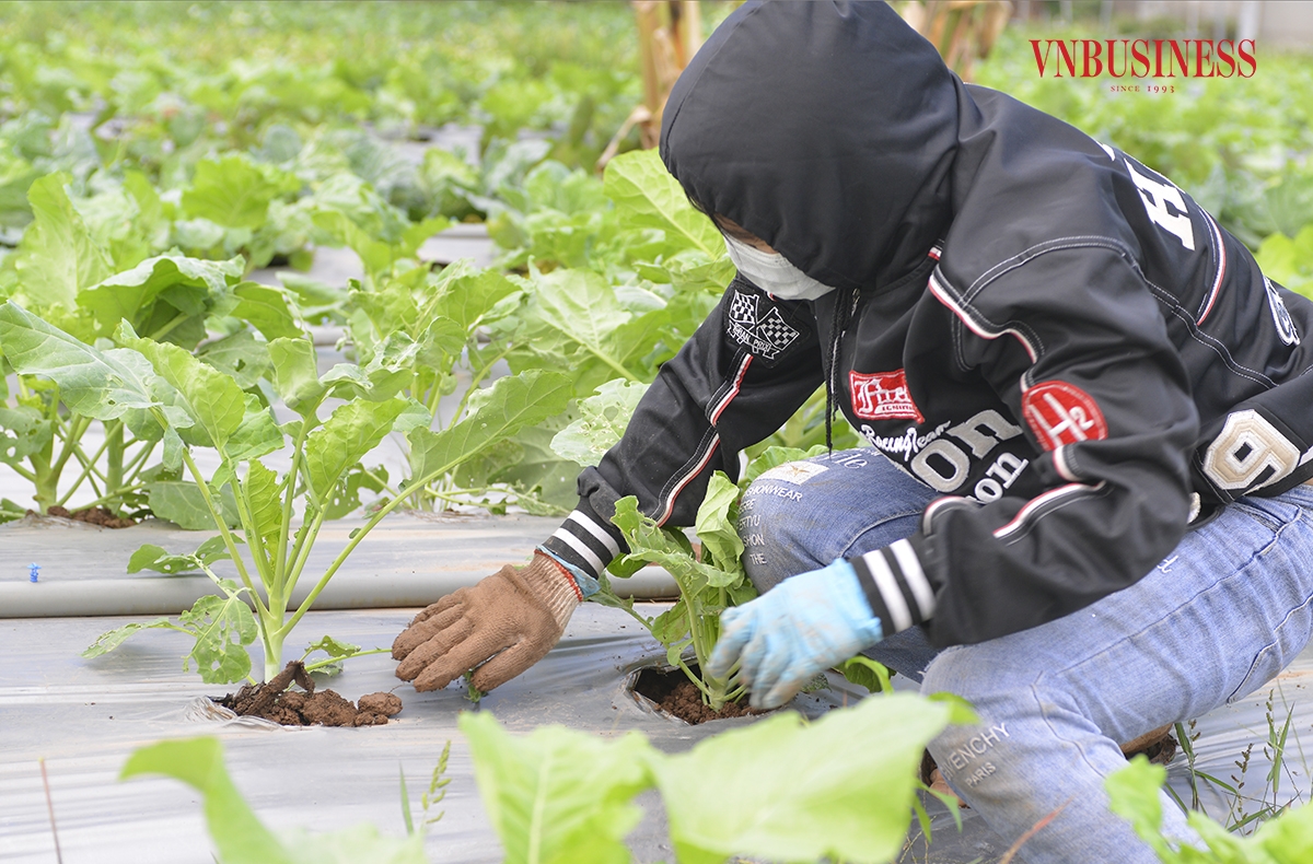 Mô hình HTX Rau hữu cơ công nghệ cao Cuối Quý được đánh giá là một trong những điểm sáng nông nghiệp trong thời đại 4.0 cũng như việc áp dụng mô hình tiêu biểu ứng dụng công nghệ cao vào sản xuất nông nghiệp, mang lại hiệu quả kinh tế cao.