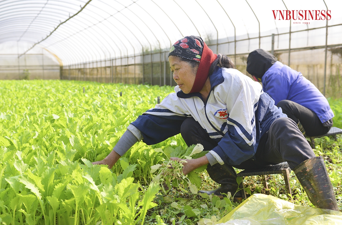 Hiện tại, hầu hết sản phẩm của HTX Rau hữu cơ công nghệ cao Cuối Quý được các đơn vị đặt hàng ngay tại vườn với giá cả ổn định. Năm 2023, mỗi ngày HTX cung cấp cho 16 trường mẫu giáo trong huyện Đan Phượng, chuỗi cửa hàng thực phẩm sạch Bác Tôm khoảng 2 - 4 tấn rau xanh các loại.