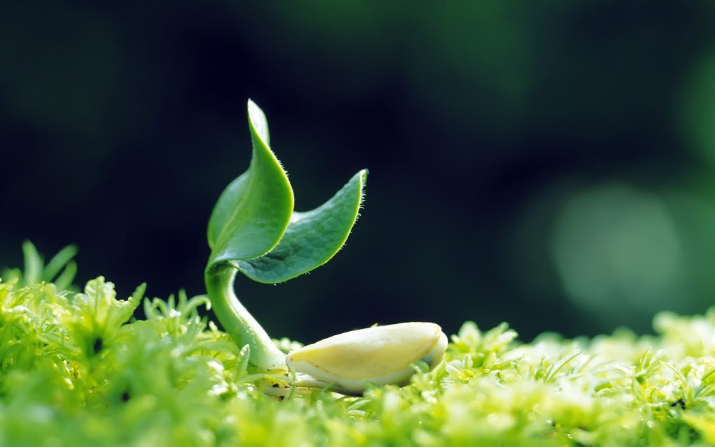 Chưa có cơ chế quản lý giống trôi nổi có thể khiến nông dân hụt kỳ vọng
