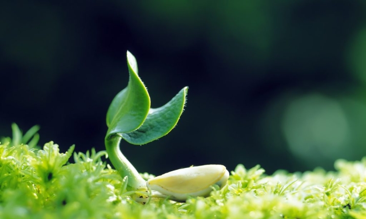 Chưa có cơ chế quản lý giống trôi nổi có thể khiến nông dân hụt kỳ vọng