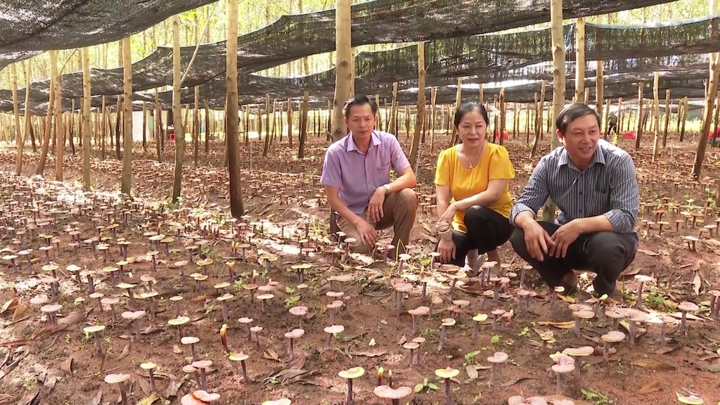 Mô hình trồng nấm linh chi dưới tán rừng keo tràm của HTX Nấm dược liệu Chư Yang Sin có nhiều triển vọng để nhân rộng.