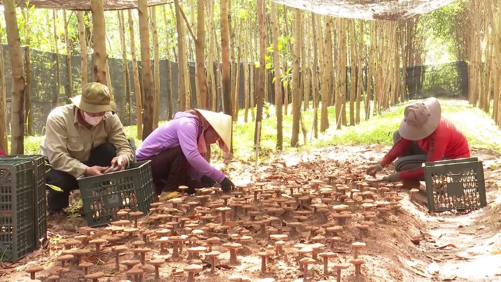 Cùng HTX trồng nấm linh chi dưới tán cây keo tràm giúp bà con xã Cư Kty tăng thêm nguồn thu nhập, giảm nghèo bền vững.