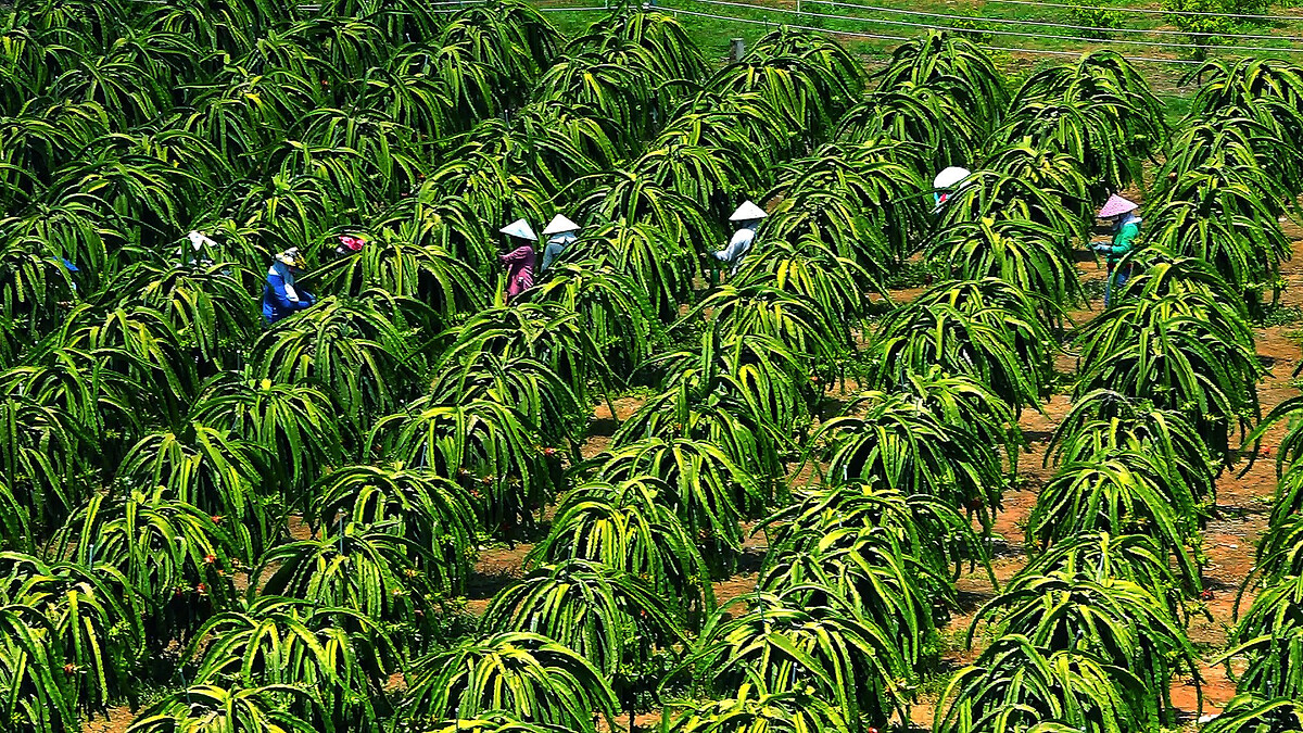 Hỗ trợ kỹ thuật, vốn, liên kết là những việc cần thiết giúp hộ nghèo thuận lợi trong phát triển kinh tế.