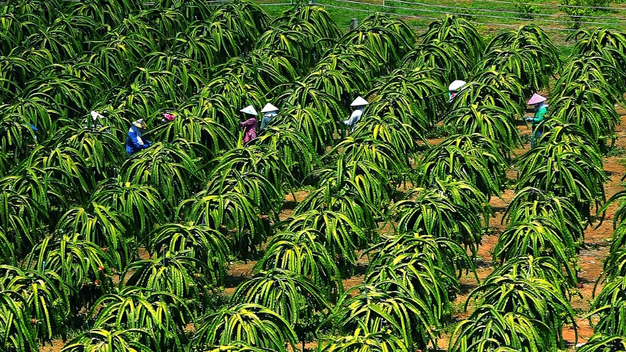 Hỗ trợ kỹ thuật, vốn, liên kết là những việc cần thiết giúp hộ nghèo thuận lợi trong phát triển kinh tế.