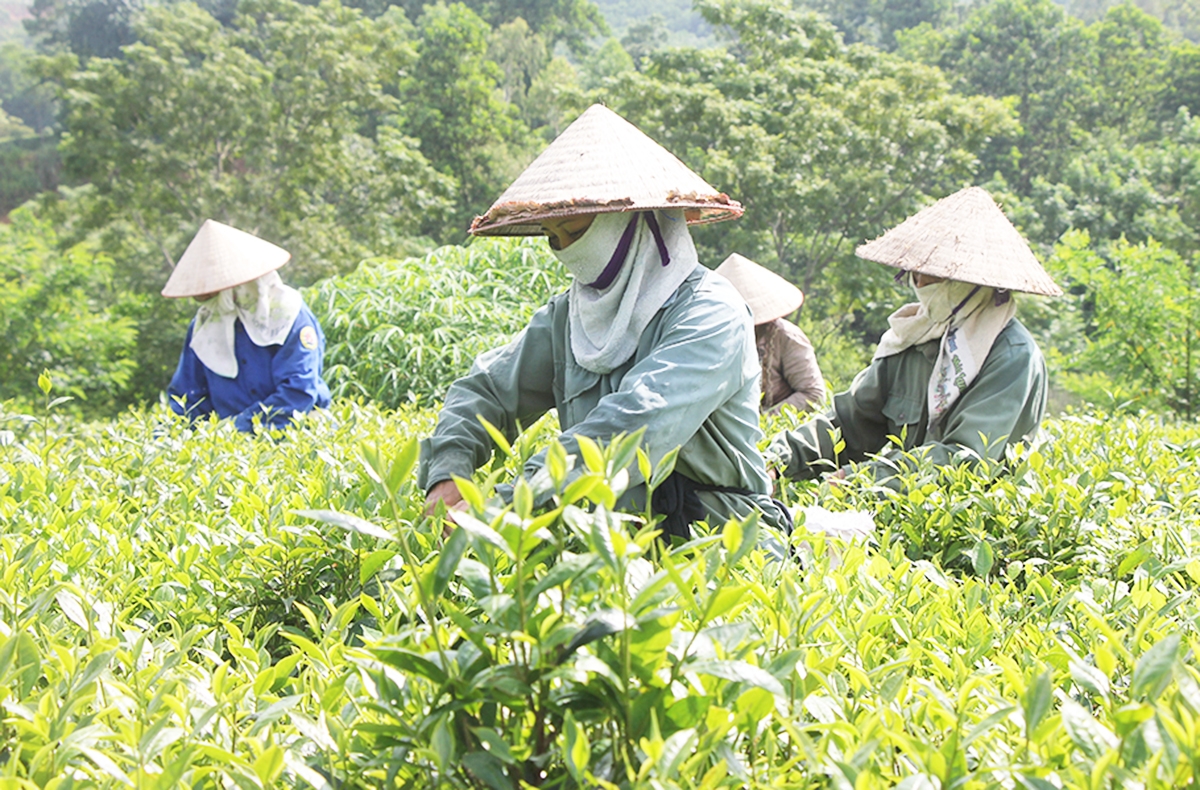 Hiệu quả chuyển đổi cơ cấu nông nghiệp đang giúp nhiều nông dân Tân Sơn thoát nghèo, làm giàu &lpar;Ảnh: BPT&rpar;.