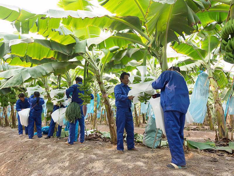 HAGL Agrico công bố thông tin bất thường trên Sở Giao dịch Chứng khoán TP HCM &lpar;HoSE&rpar; về việc thành lập công ty con vốn “khủng” tại Lào. &lpar;Ảnh: Int&rpar;