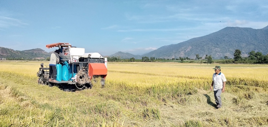 HTX Dịch vụ tổng hợp nông nghiệp Thăng Bình đang tạo ra chuỗi liên kết sản xuất lúa gạo bền vững cho nông dân xã Cư Kty.