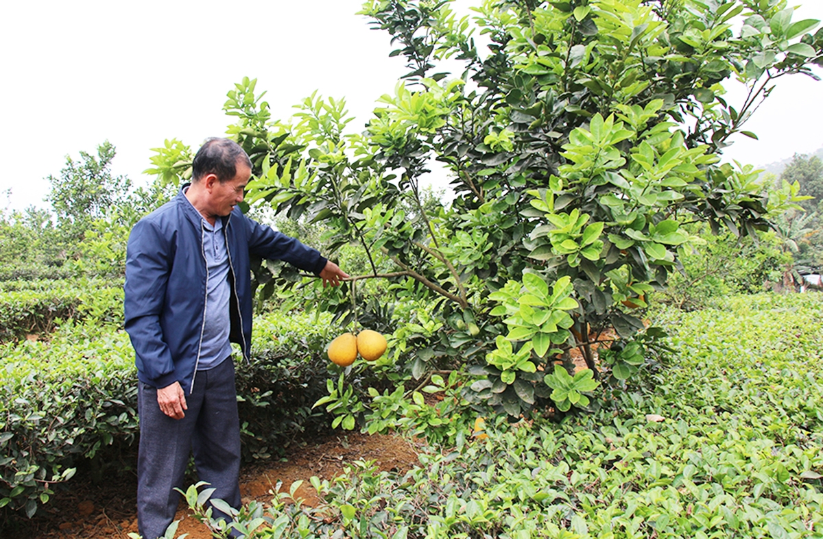 Tân Sơn dự kiến tiếp tục đẩy mạnh phát triển các cây trồng thế mạnh để nâng cao giá trị sản xuất cho nông dân &lpar;Ảnh: BPT&rpar;.