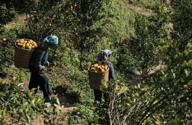 Nhiều HTX đang phát huy vai trò là trụ đỡ cho kinh tế hộ, tạo việc làm, nâng cao thu nhập cho người dân.