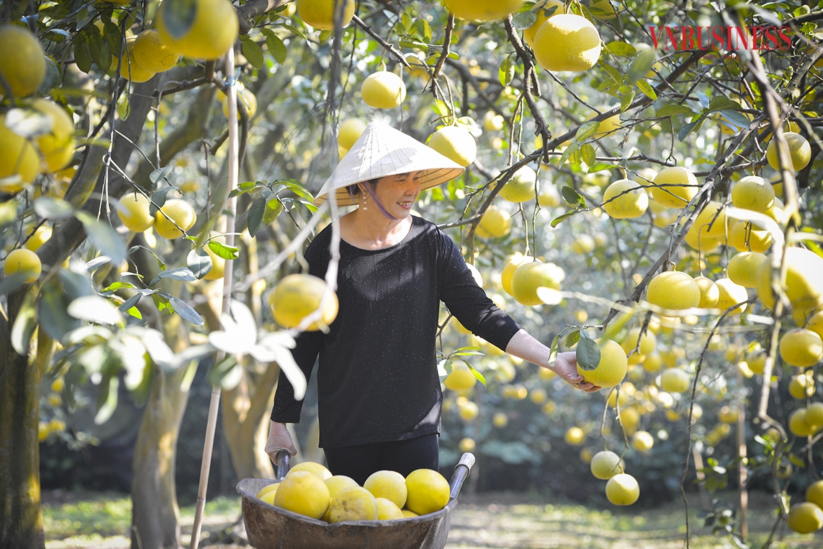 Bưởi Diễn là một trong những đặc sản mà đất trời ban tặng cho Thủ đô nghìn năm văn hiến. Bưởi Diễn có màu vàng óng, vị ngọt thanh. Từ xa xưa, bưởi Diễn là thức quà quý, dùng để tiến vua. Đây cũng là đặc sản ăn Tết không thể thiếu trong mỗi gia đình Hà Nội.