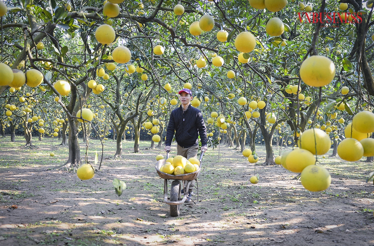 Anh Trần Văn Dũng, chủ vườn cho biết: “Trong năm sẽ có hai thời điểm du khách đến tham quan và trải nghiệm, đó là thời điểm bưởi đơm hoa và khi bưởi vào vụ chín. Ngoài du khách đến từ Hà Nội còn có nhiều du khách ở các tỉnh lân cận đến vườn vừa để học hỏi kinh nghiệm trồng bưởi vừa để chụp ảnh.