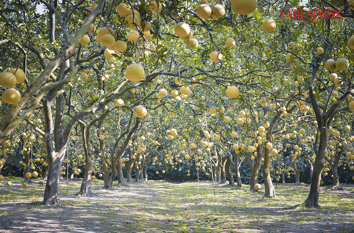 Theo thống kê sơ bộ, trên địa bàn phường Phúc Diễn hiện có khoảng 290 hộ trồng bưởi với tổng diện tích gần 28 ha. Phạm Hòa &lpar;thực hiện&rpar;