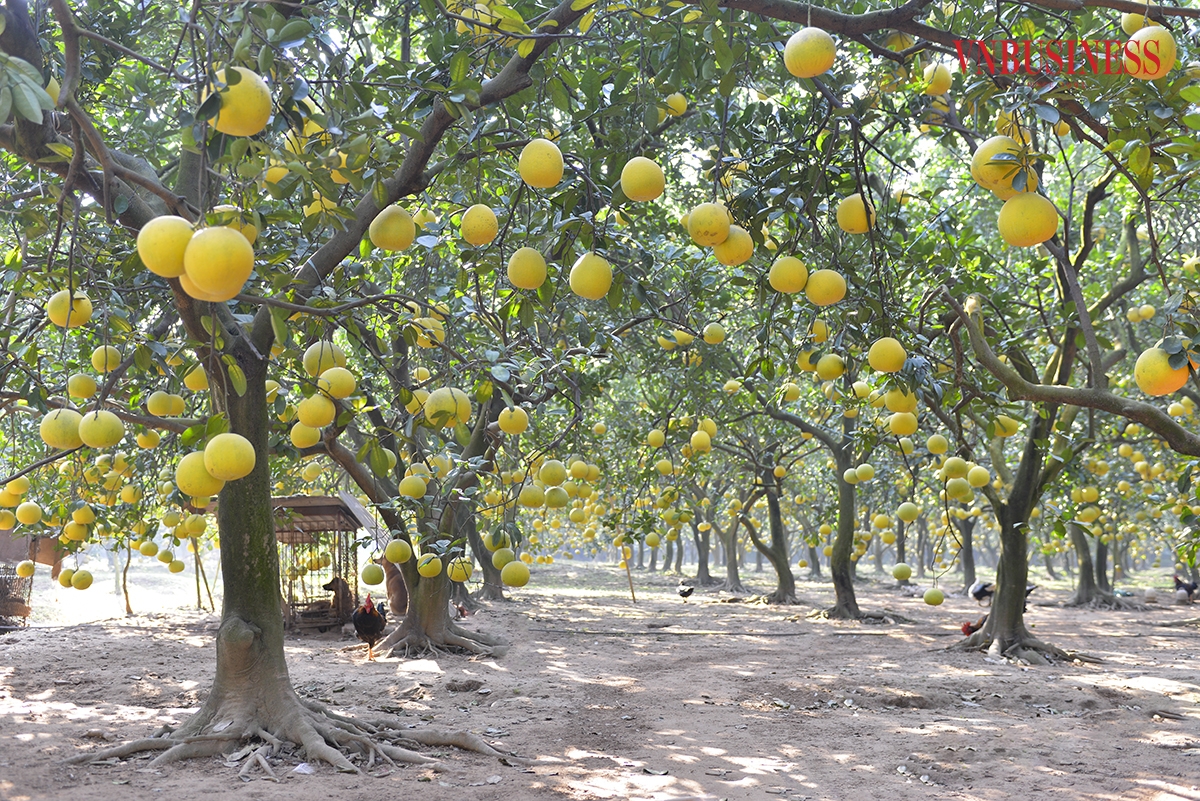 Phường Phúc Diễn &lpar;quận Bắc Từ Liêm, Hà Nội&rpar; lâu nay được coi là thủ phủ của bưởi Diễn. Khí hậu, thổ nhưỡng nơi đây đặc biệt phù hợp với việc trồng bưởi và luôn cho những trái bưởi vàng óng, thơm ngon.