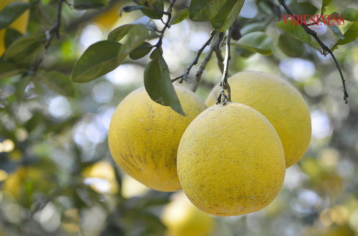 Bưởi Diễn ra quả mỗi năm một lần và chín đúng vào dịp Tết. Thời điểm thu hoạch bưởi Diễn vào tháng 11, 12 âm lịch hàng năm. Thời điểm này, người dân trồng bưởi tại phường Phúc Diễn lại tất bật vào vụ thu hoạch phục vụ cho Tết Nguyên đán Giáp Thìn 2024.