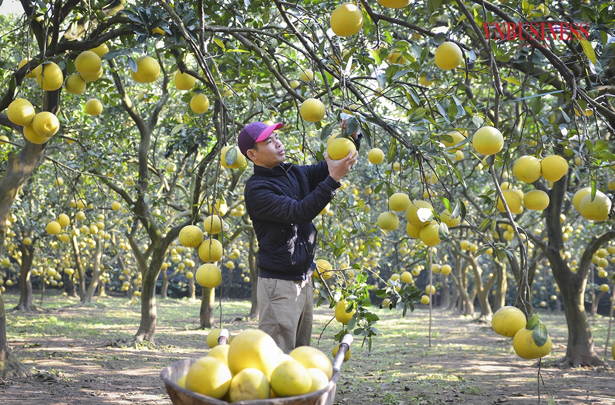 Chỉ còn hơn một tháng nữa là đến Tết, gia đình anh Trần Văn Dũng &lpar;Phúc Diễn, Bắc Từ Liêm&rpar; đang tất bật thu hoạch, trả đơn cho khách lẻ và thương lái tới lấy hàng cung cấp cho các tỉnh lân cận.