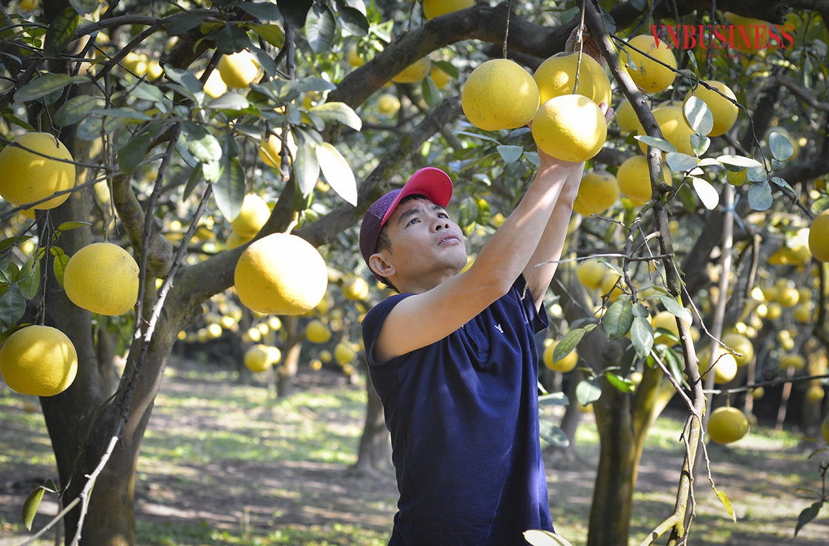 Với hơn 300 gốc bưởi trên dưới 20 năm tuổi, anh Dũng cho biết: Mỗi cây có thể cho thu hoạch được từ 100 - 300 quả. Giá mỗi quả bưởi Diễn đẹp hiện nay dao động từ 35 - 45 nghìn đồng. Những quả mã kém hơn có giá bán tại vườn khoảng 25 nghìn đồng”.