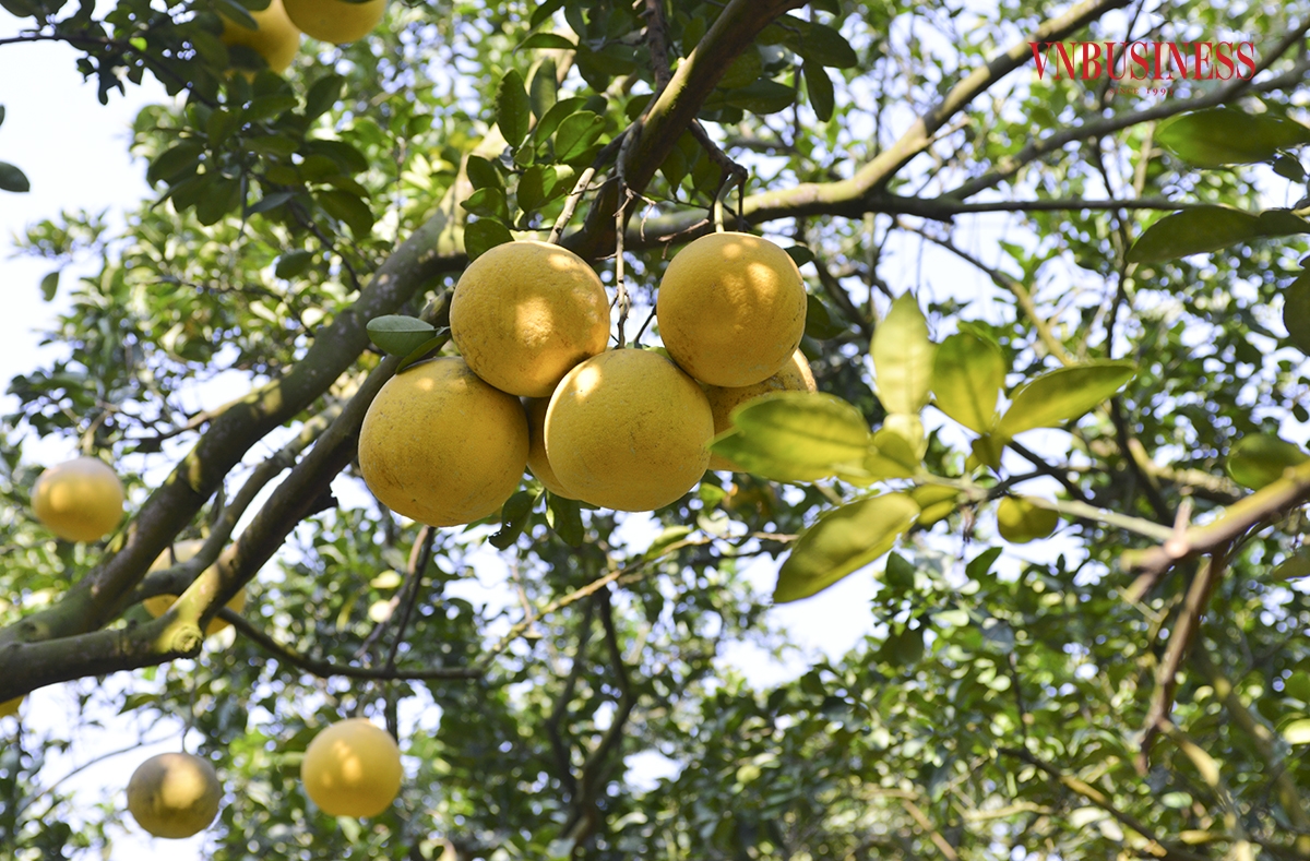 Bưởi Diễn có đặc điểm trái nhỏ, khi chín có màu vàng đậm, gốc bưởi càng lâu năm thì quả sẽ cho vị càng ngọt, ngược lại nếu gốc ít tuổi &lpar;dưới 10 năm&rpar; thì ăn sẽ nhạt, không được ngọt đậm.