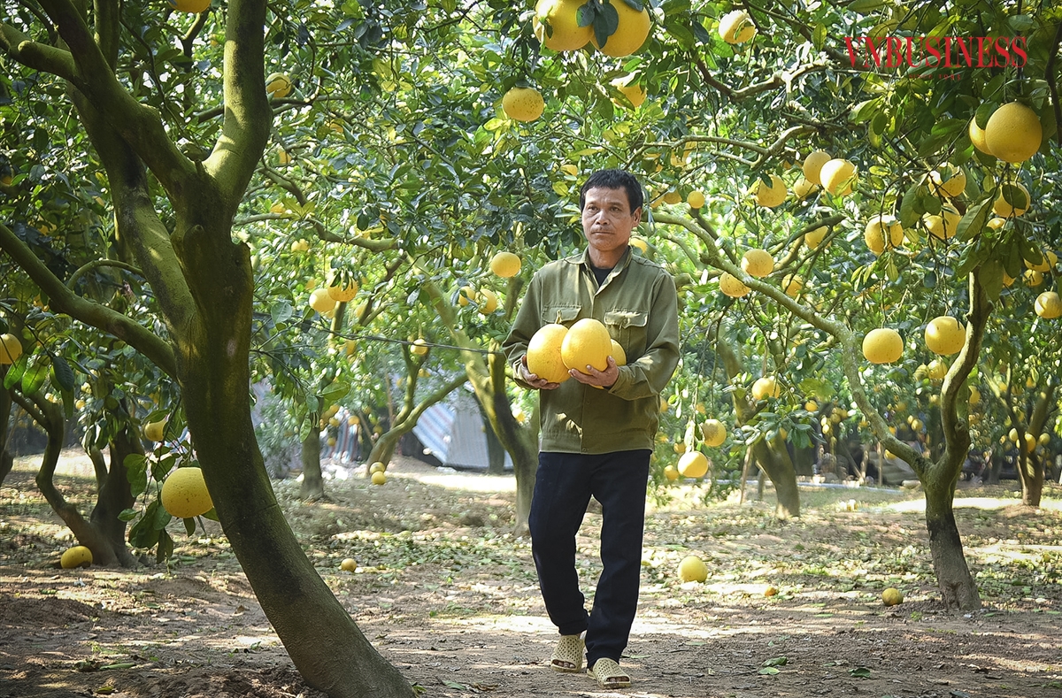 Không chỉ đẹp mắt, cách thưởng thức bưởi Diễn cũng rất đặc biệt. Bưởi Diễn ăn ngon nhất khi ngắt xuống 2 tuần, để xuống nước. Múi bưởi căng mọng, hấp dẫn. Bưởi Diễn có thể để được khoảng từ 4 - 6 tháng, nếu biết bảo quản sẽ không bị hỏng, khi đó vỏ bưởi sẽ héo quắt lại nhưng múi bên trong ăn càng ngọt đậm và tép bưởi nhiều nước hơn.